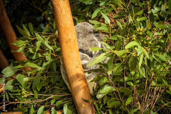 Obraz Sleeping Koala