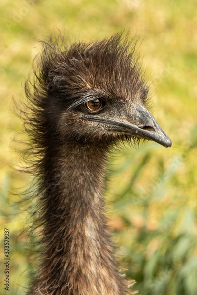 Obraz Emu