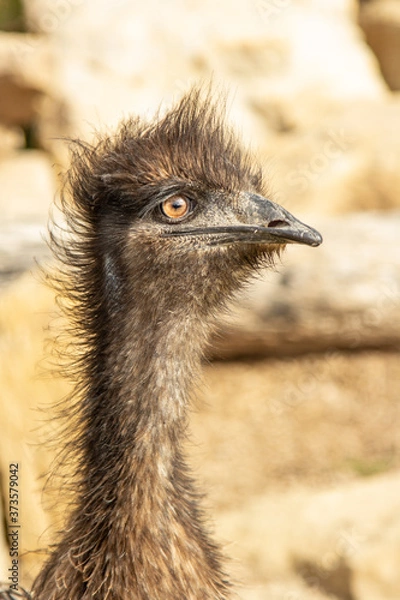 Obraz Emu