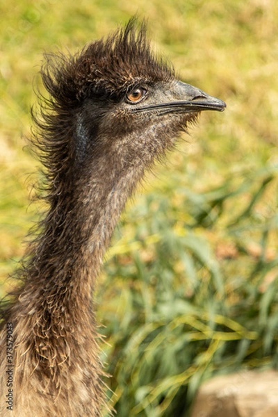Obraz Emu