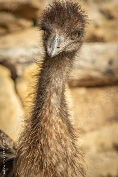 Obraz Emu