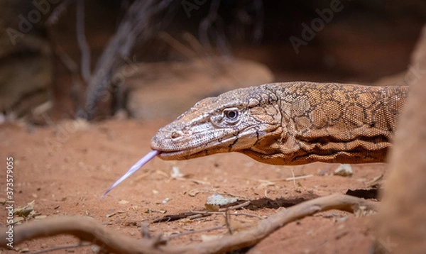 Obraz Lizard crawling in the dirt