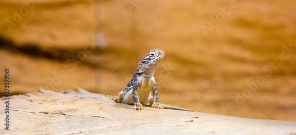 Obraz Small lizard on a rock