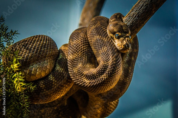 Obraz snake brown on a branch