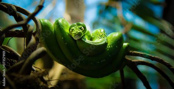 Obraz green snake