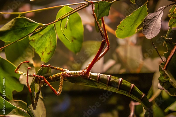 Obraz stick insect
