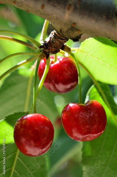Obraz cerise sur la branche