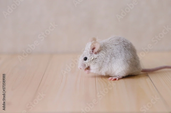 Fototapeta 食事中のハツカネズミ
