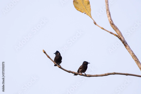 Obraz Red-Vented Bulbul