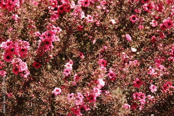 Obraz pink flowers background