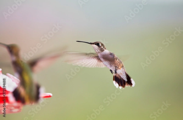 Obraz Hummingbird drinking Nectar