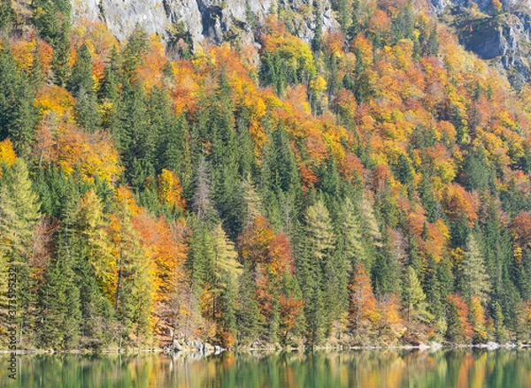 Obraz Trees above the water in early autumn