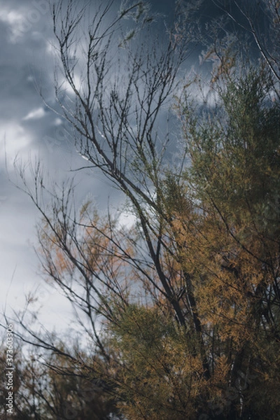 Fototapeta trees and sky