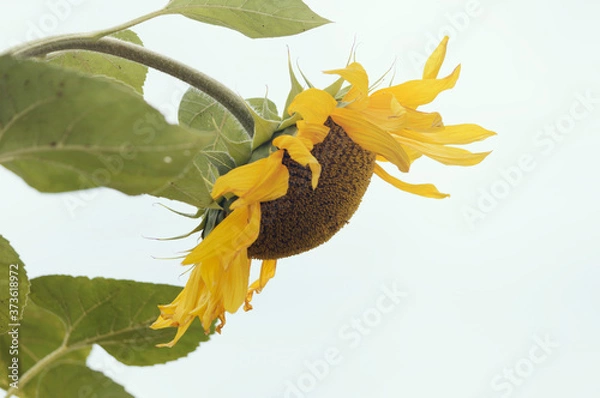 Fototapeta Close-up of a beautiful sunflower in a field. Blooming sunflower flower.