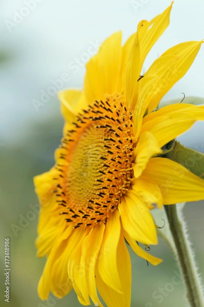 Fototapeta Close-up of a beautiful sunflower in a field. Blooming sunflower flower.