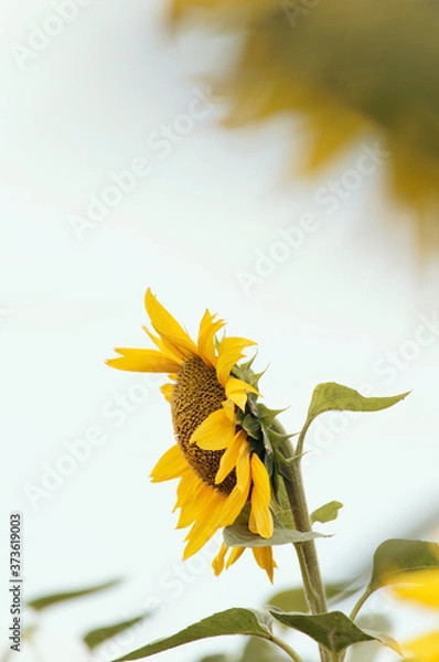 Fototapeta The field of sunflowers . Close-up photo of sunflower against a field. 