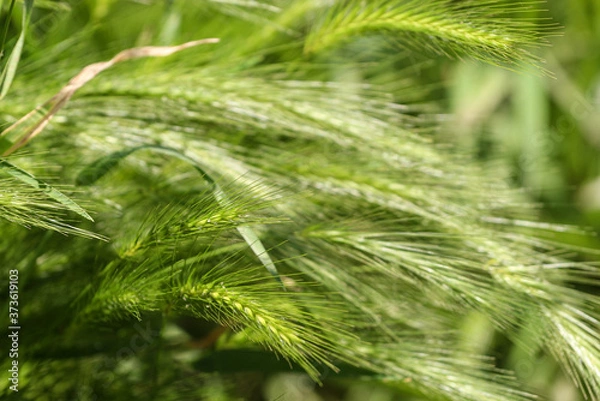 Obraz Młoda zielona pszenica.