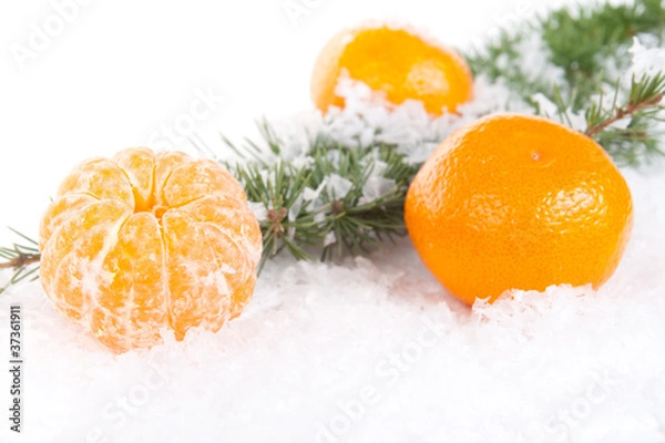 Obraz tangerines with a pine branch on snow