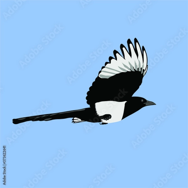 Obraz magpie in flight on a blue background