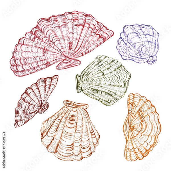 Obraz Seashells sketches collection hand drawn with pastel isolated on a white background.