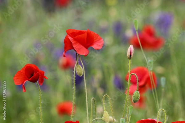 Obraz Pole czerwonych maków.