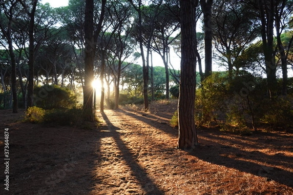 Fototapeta Sun in summer in the afternoon between mediterranean pine trees in a forest