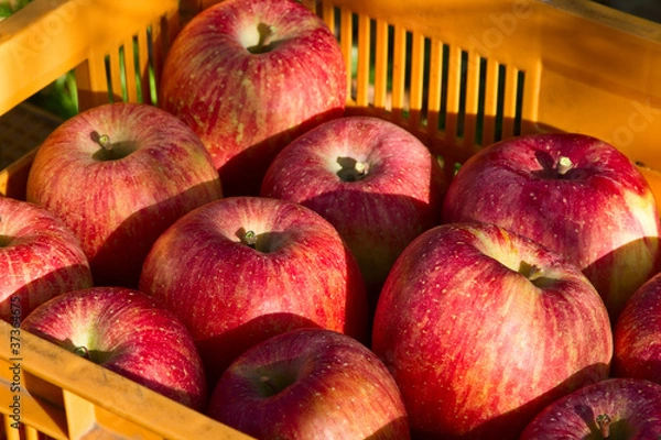 Obraz Box full of apples.