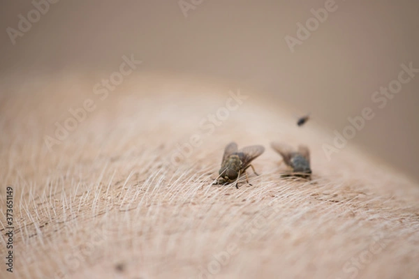 Obraz The fly sits on the pig's back.