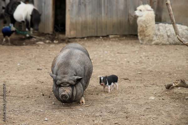 Fototapeta The fly sits on the pig's back