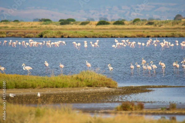 Obraz Italy Tuscany maremma Castiglione della Pescaia, natural reserve of Diaccia Botrona, colony of flamingos