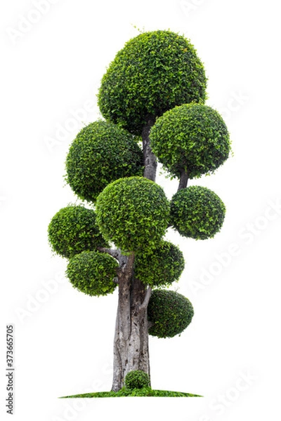 Fototapeta Bonsai tree against isolated on white background.