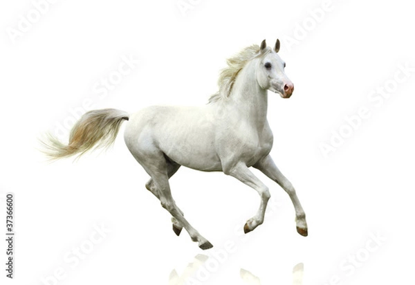 Fototapeta biały koń na białym tle