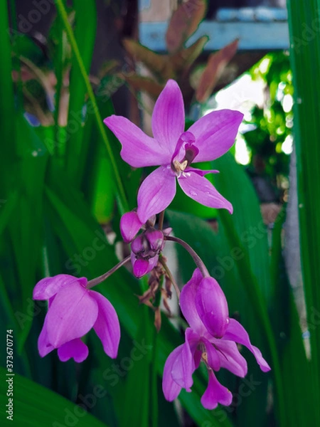 Obraz purple orchid flower