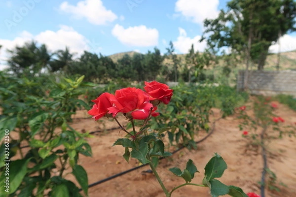 Obraz red rose in the garden