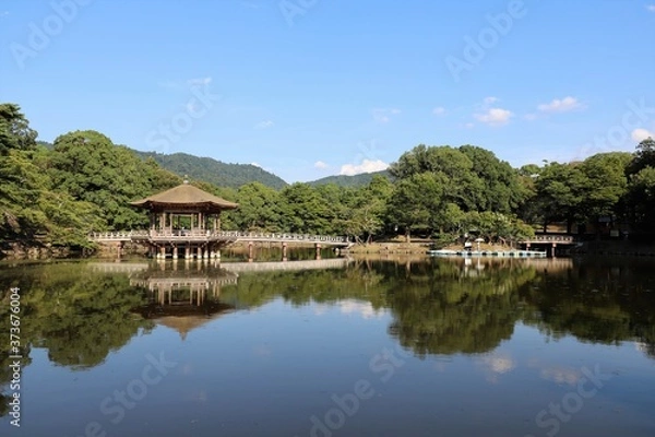 Fototapeta 夏の奈良公園