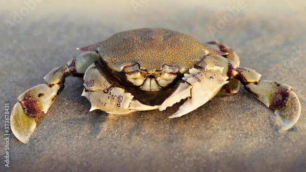 Obraz crab on the sand at sunset, a strong carapace for protection and two big claws for defense, this crustacean is a formidable fighter. macro photo on a beach on a Thai island near Krabi