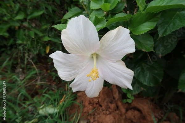 Obraz white and yellow flowers