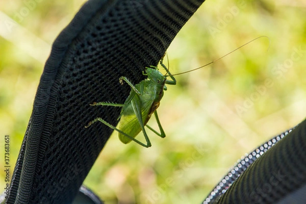 Fototapeta Green grasshopper on the strap of a tourist backpack