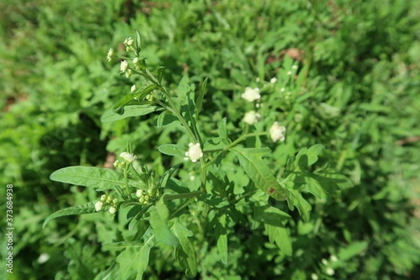 Obraz dew on the grass