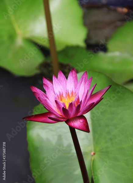 Obraz pink lotus flower