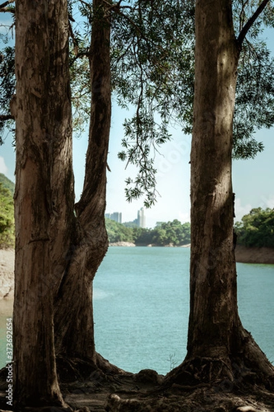 Obraz Tower and Tree (Shing Mun Reservoir in Hong Kong)
