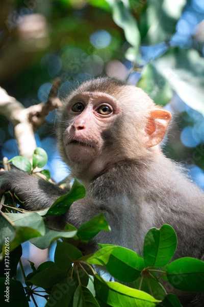 Obraz Baby Monkey in Doubt