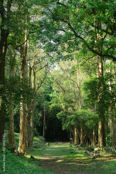 Obraz Alice in Wonderland (Forest) (Shing Mun Reservoir in Hong Kong)