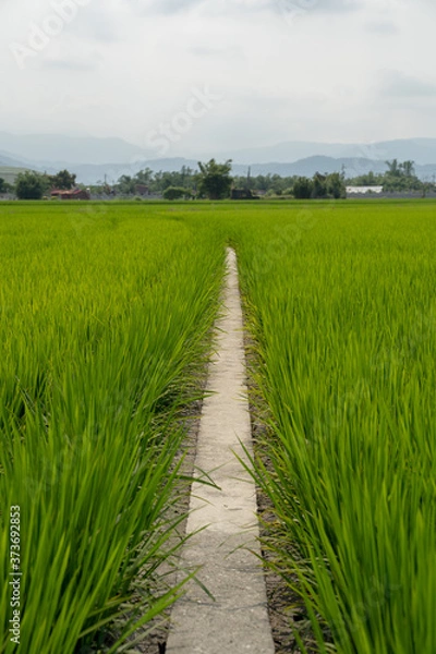 Obraz Path In the Rice field In Countryside in Taiwan