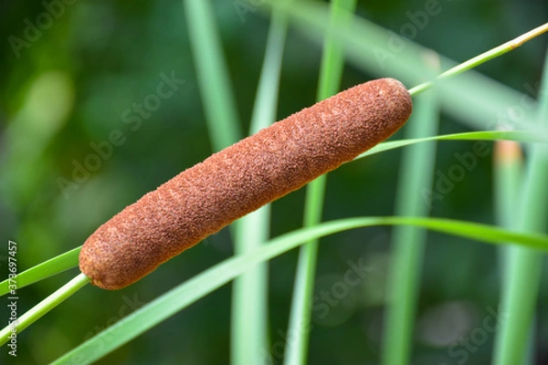 Fototapeta Closeup view of single Typha angustifolia (Narrowleaf cattail) on the green background