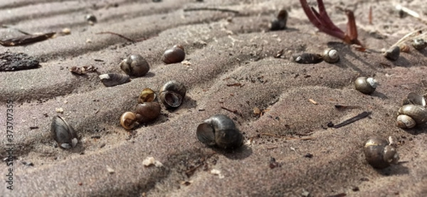 Obraz shells on sand