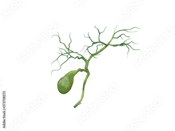Obraz gallbladder anatomy isolated on white background, Human gallbladder connection to the bile ducts, pain, 3D rendering