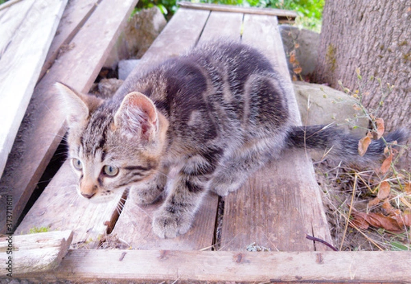 Obraz cat on the fence
