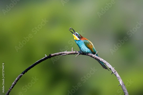 Obraz Abejaruco Europeo.(Merops apiaster)