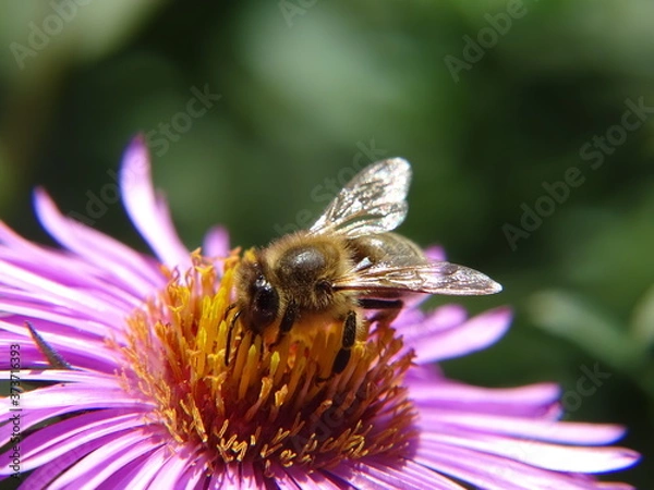 Obraz Biene,Honigbiene